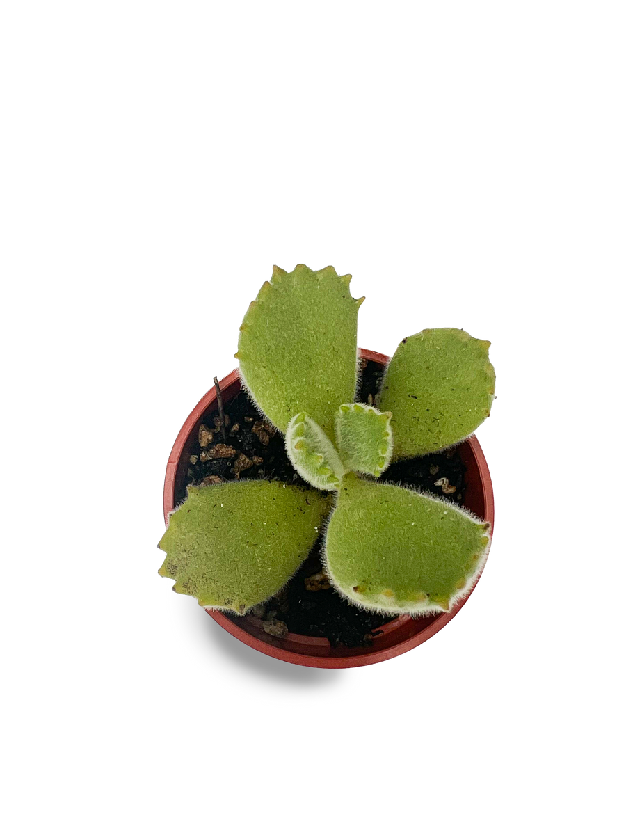 are bear paw succulents rare Baby Bear's Paw 2