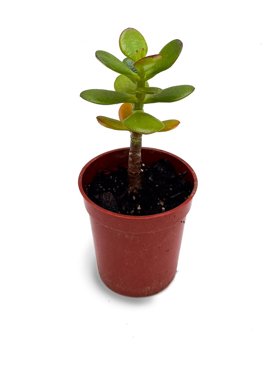 flat leaf jade plant Baby Jade Plant – OMG Asheville