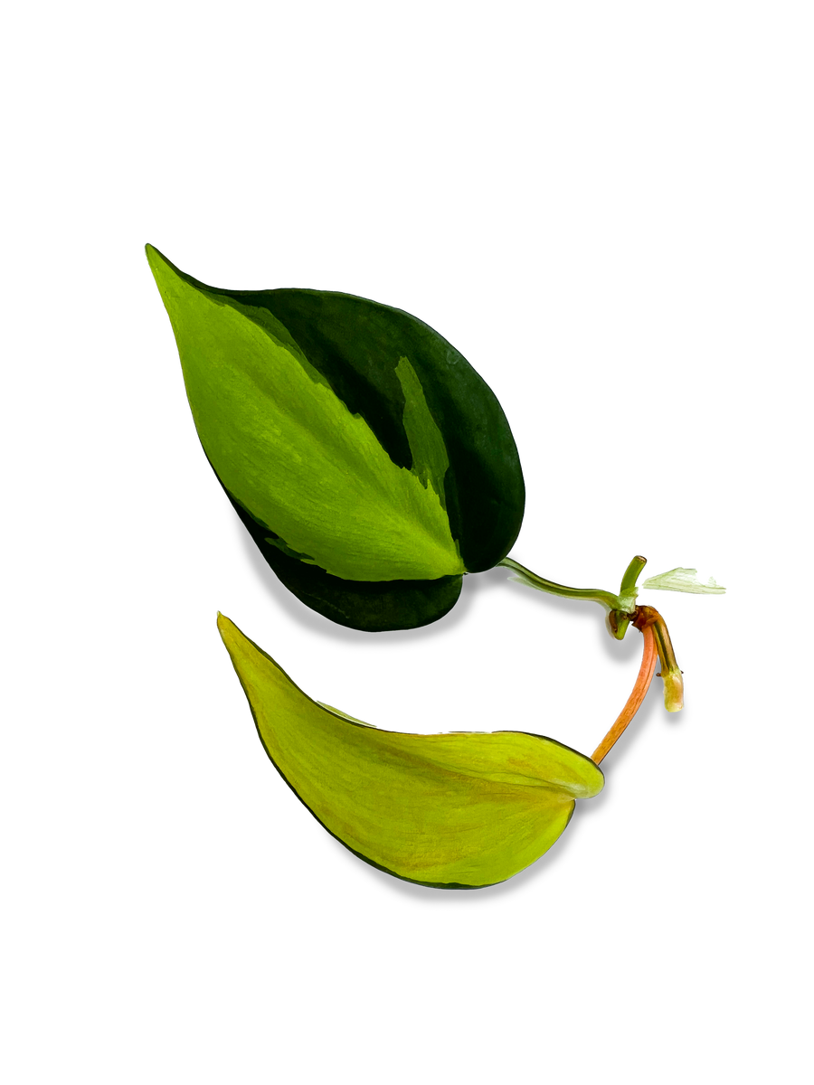 Variegated Brasil Philodendron Plant Cuttings – OMG Asheville
