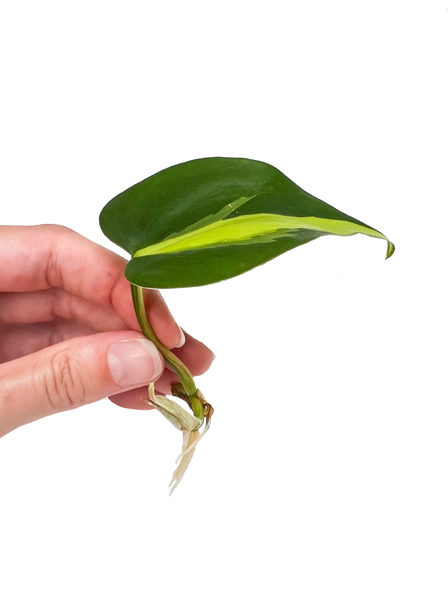 brasil philodendron cutting Variegated Brasil Philodendron Plant Cuttings – OMG Asheville
