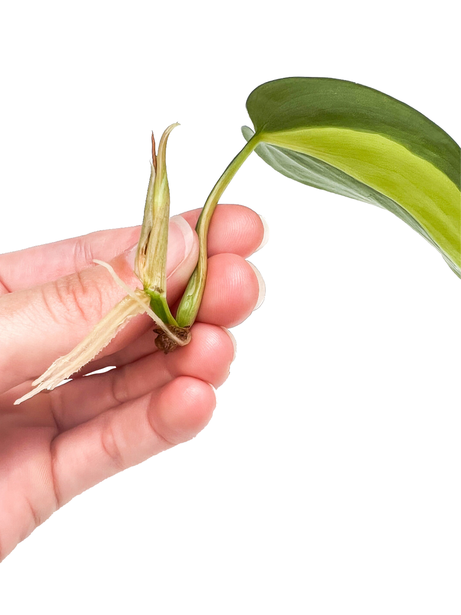 Variegated Brasil Philodendron Plant Cuttings
