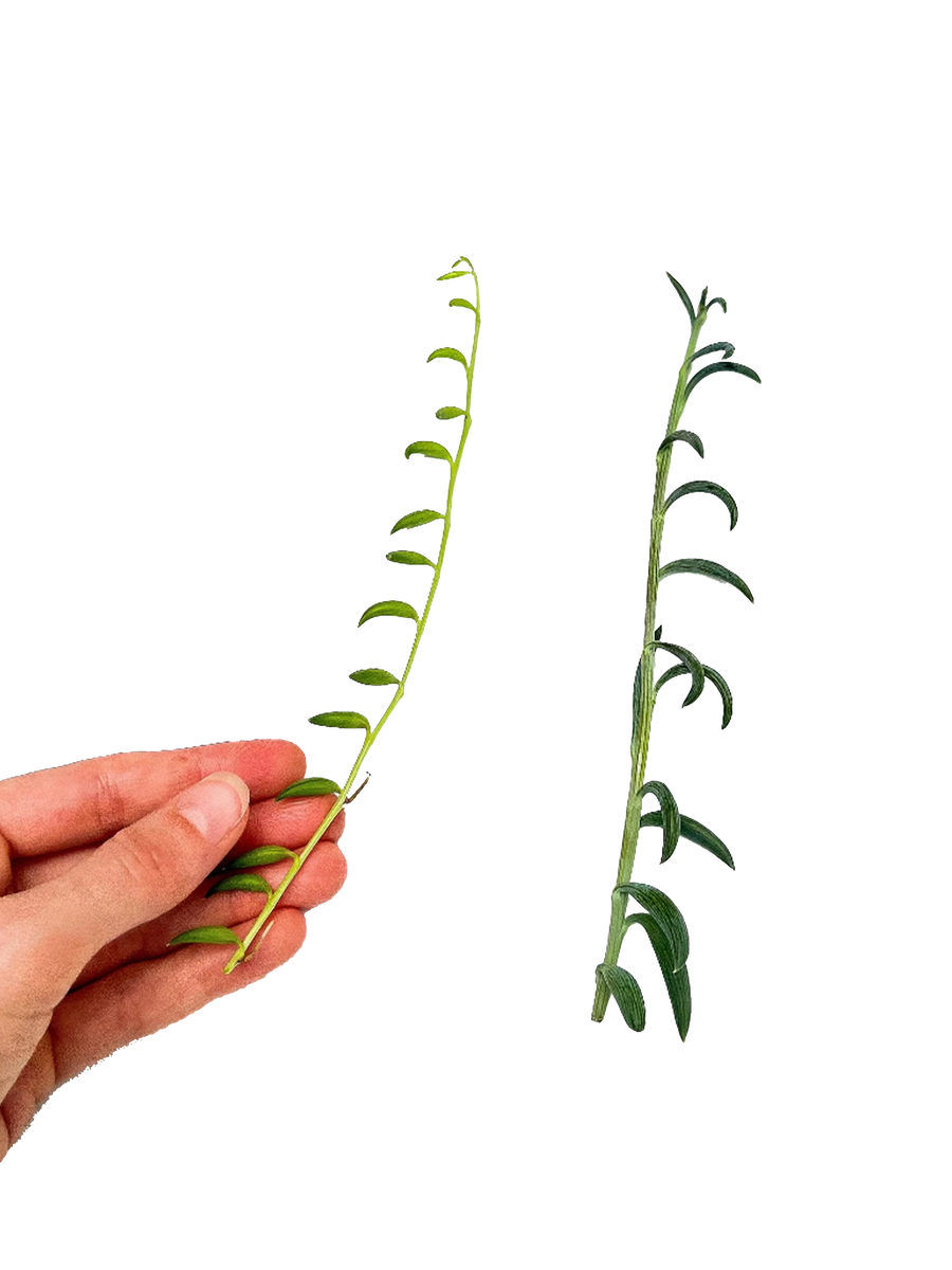 propagating fish hook succulent Bundle of String of Bananas and String of Fishhooks Succulent Cuttings