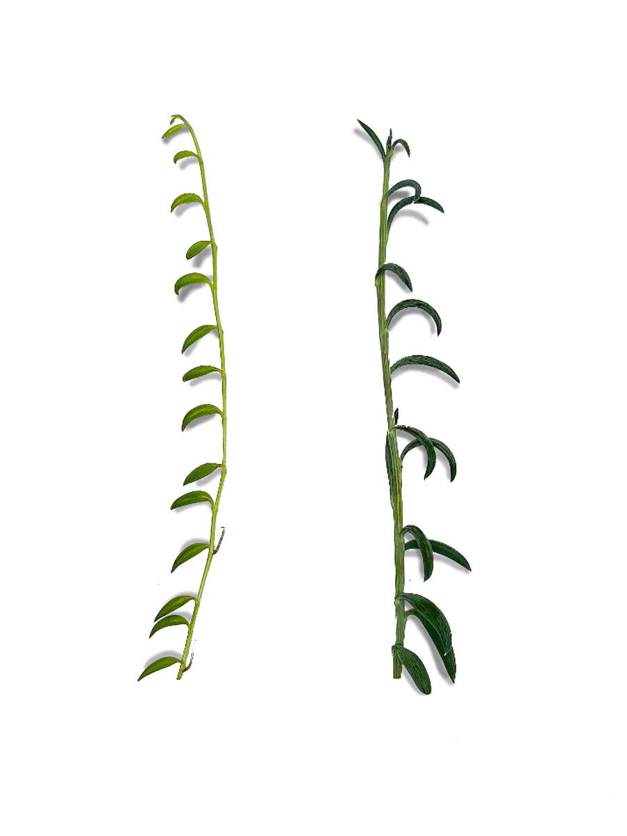 fish hook succulent vs string of bananas Bundle of String of Bananas and String of Fishhooks Succulent Cuttings –  OMG Asheville
