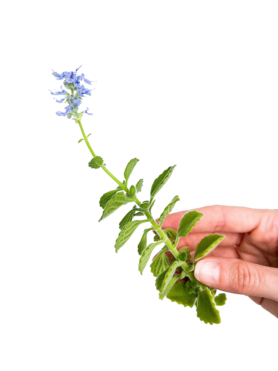 Cerveza n' Lime Scented Cutting – OMG Asheville