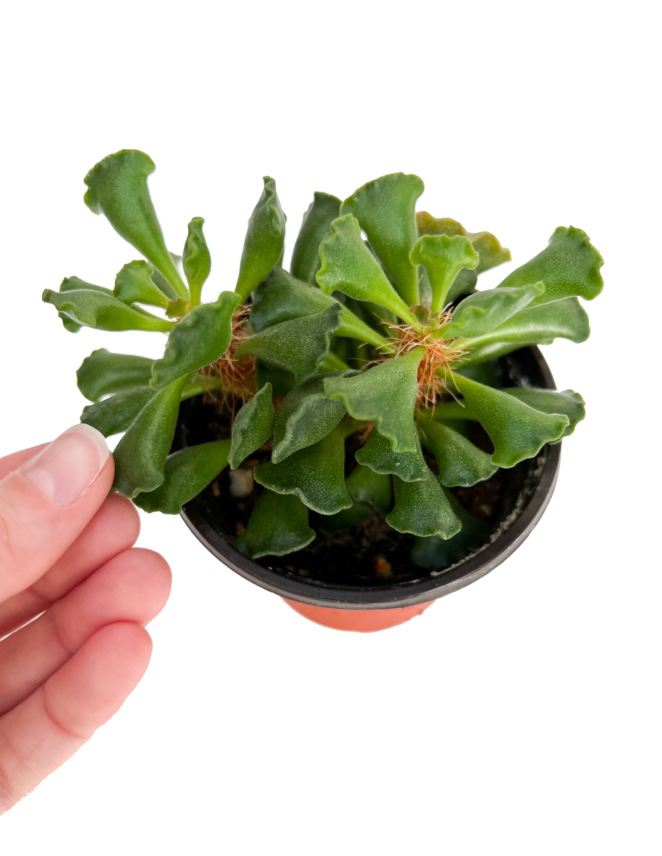 key lime pie succulent care Crinkle Leaf / Key Lime Pie Succulent 4" Potted Plant – OMG Asheville
