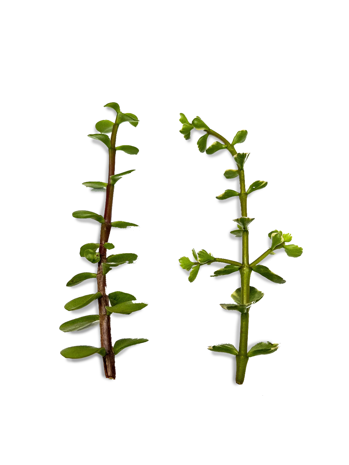 Elephant Bush Bundle of 2 Cuttings, Variegated & Regular Succulent Bundle