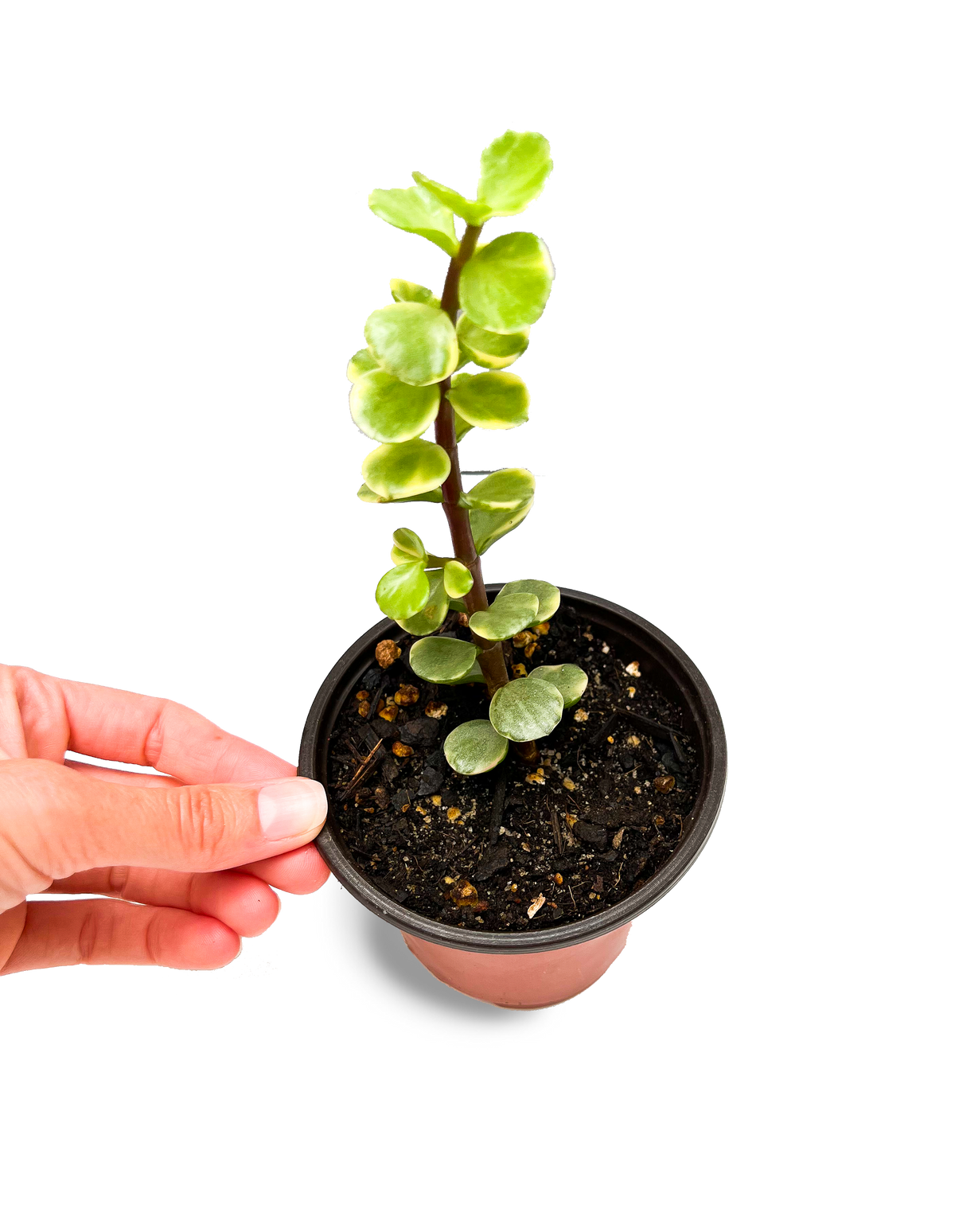 Elephant Bush 4" Variegated Succulent Potted Plant