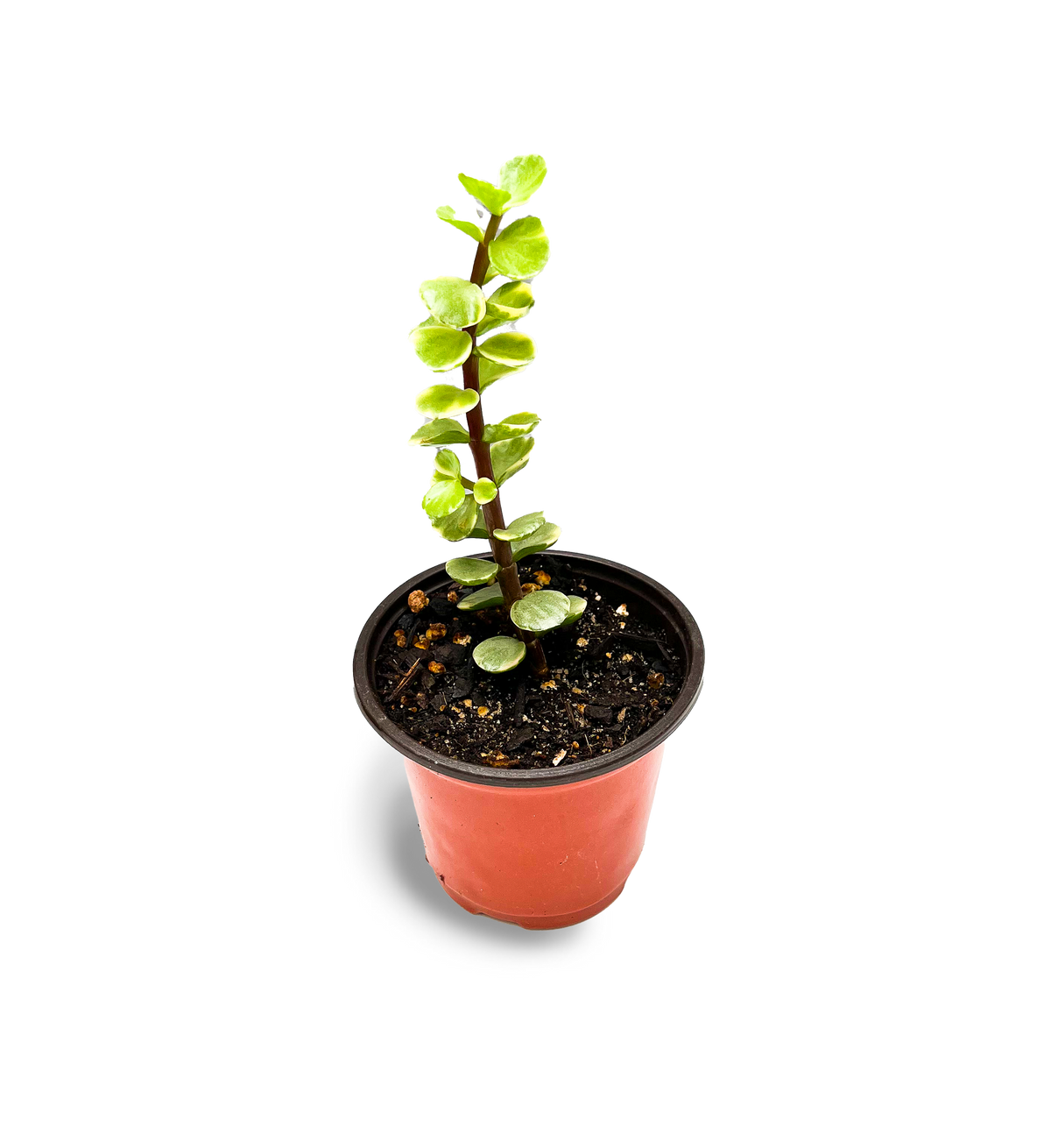 Elephant Bush 4" Variegated Succulent Potted Plant