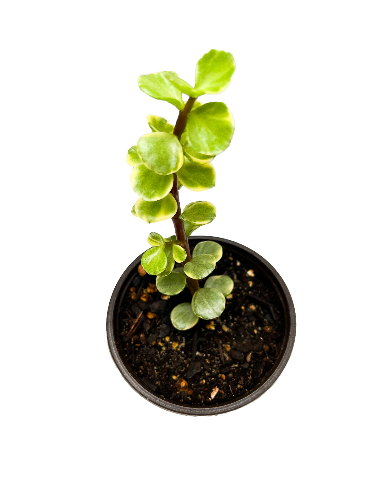 Elephant Bush 4" Variegated Succulent Potted Plant