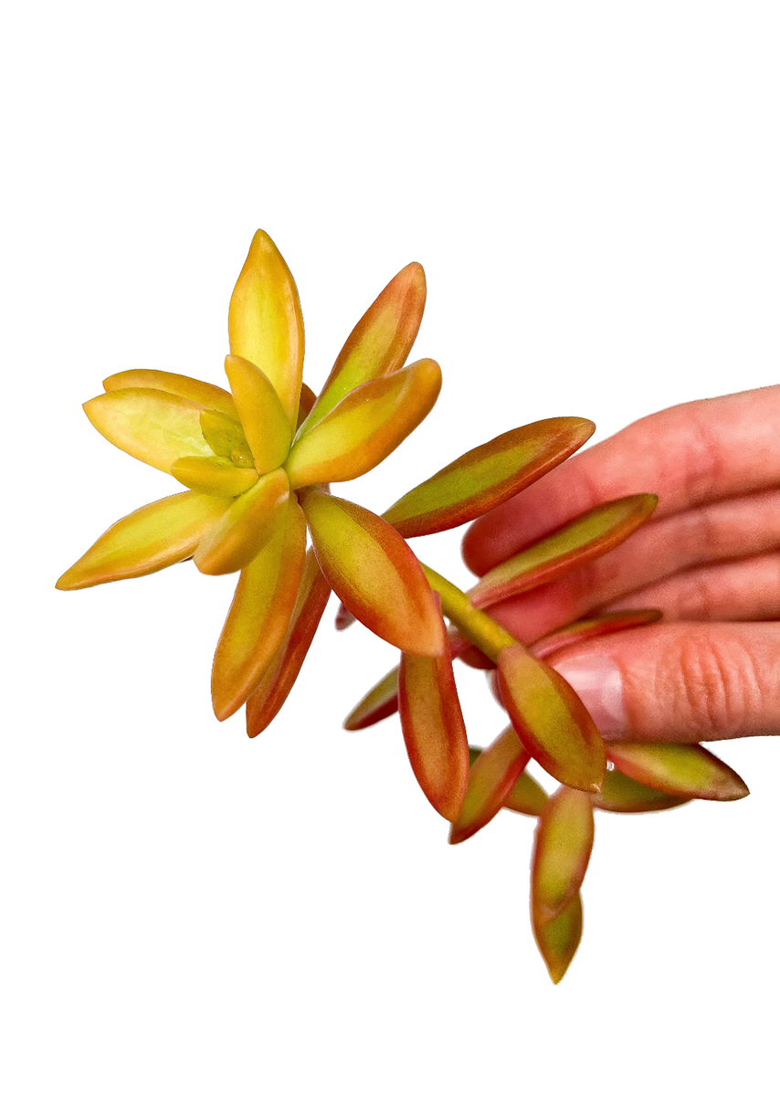sedum adolphii firestorm succulent Firestorm Sedum Succulent Cuttings – OMG Asheville