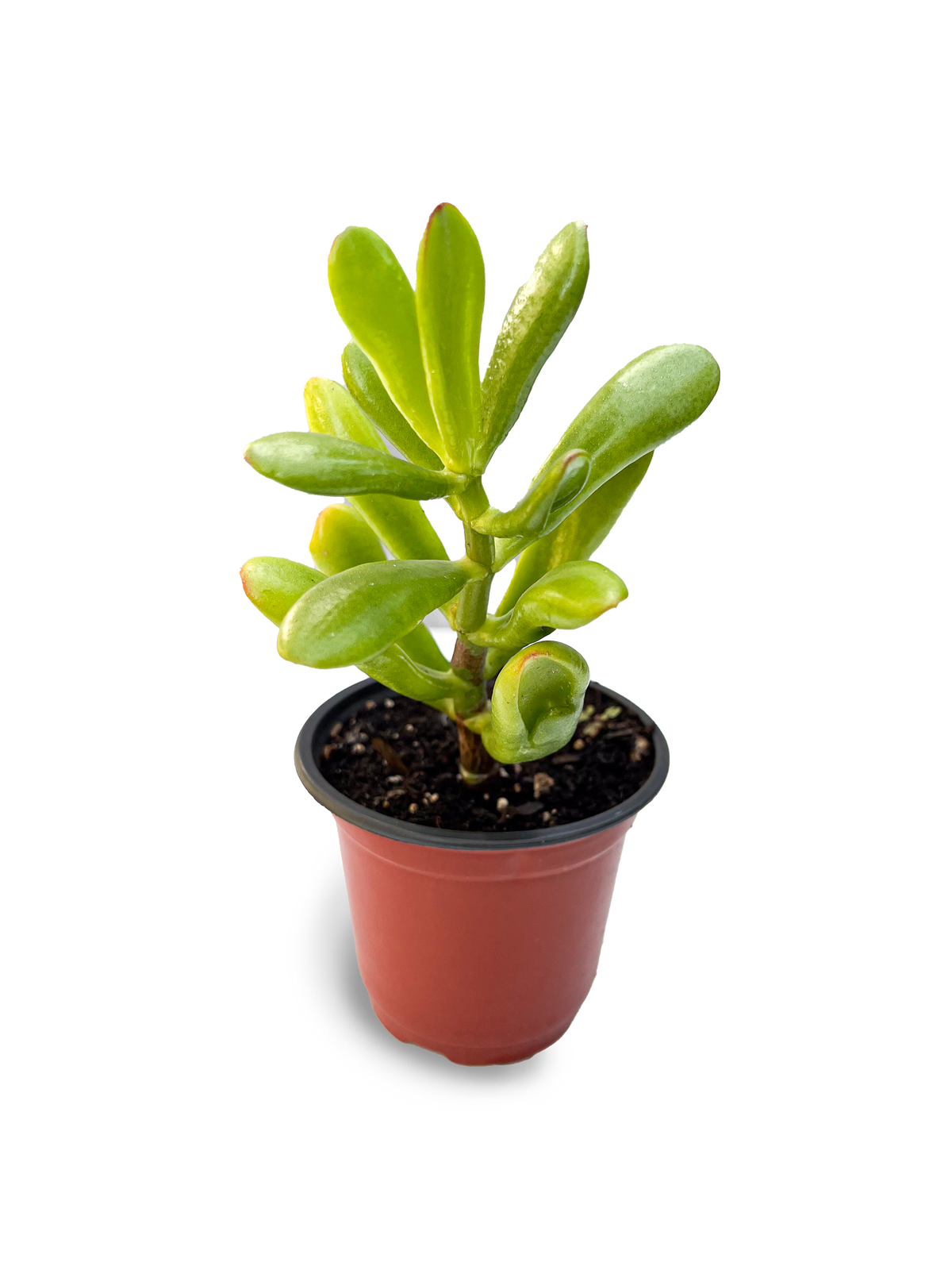 Gollum Jade 4" Potted Plant