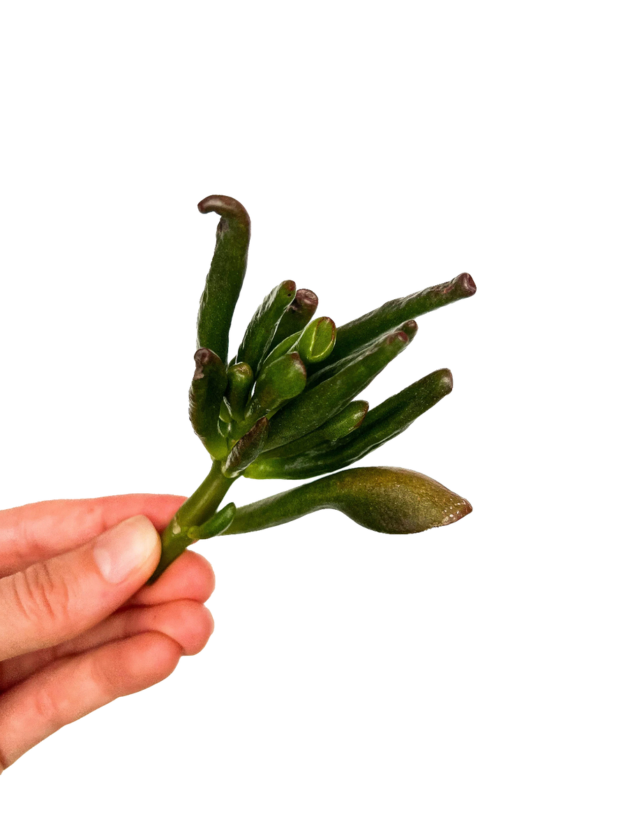 Gollum Jade Plant Cutting OMG Asheville gollum-jade-plant-cutting-omg-asheville