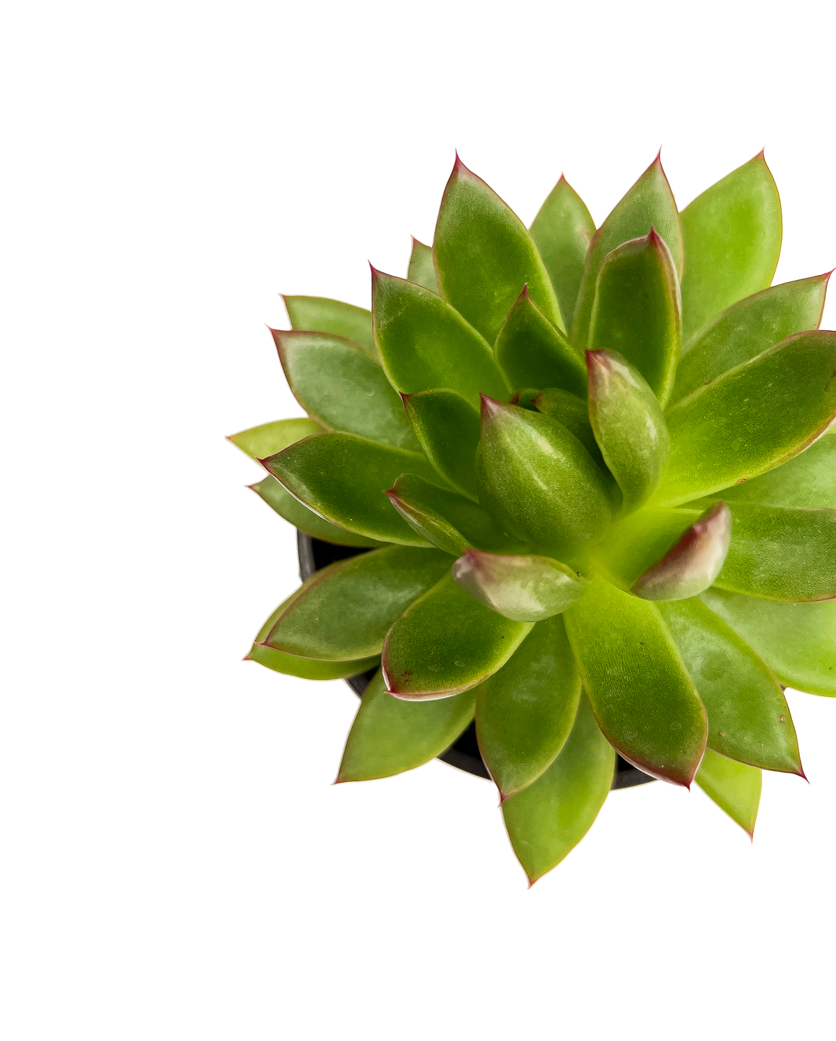 Lipstick Echeveria 4" Potted Succulent Plant