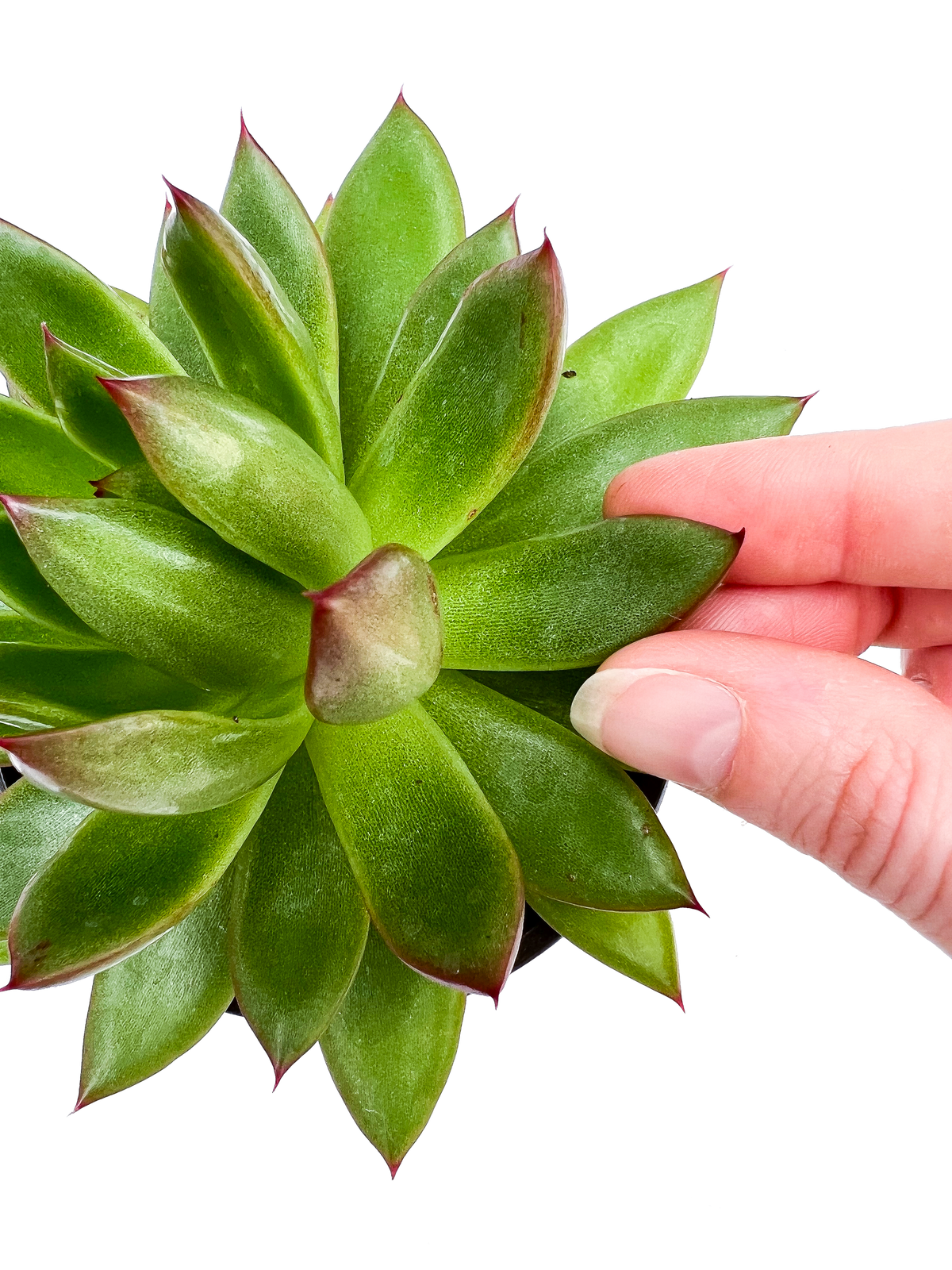 Lipstick Echeveria 4" Potted Succulent Plant