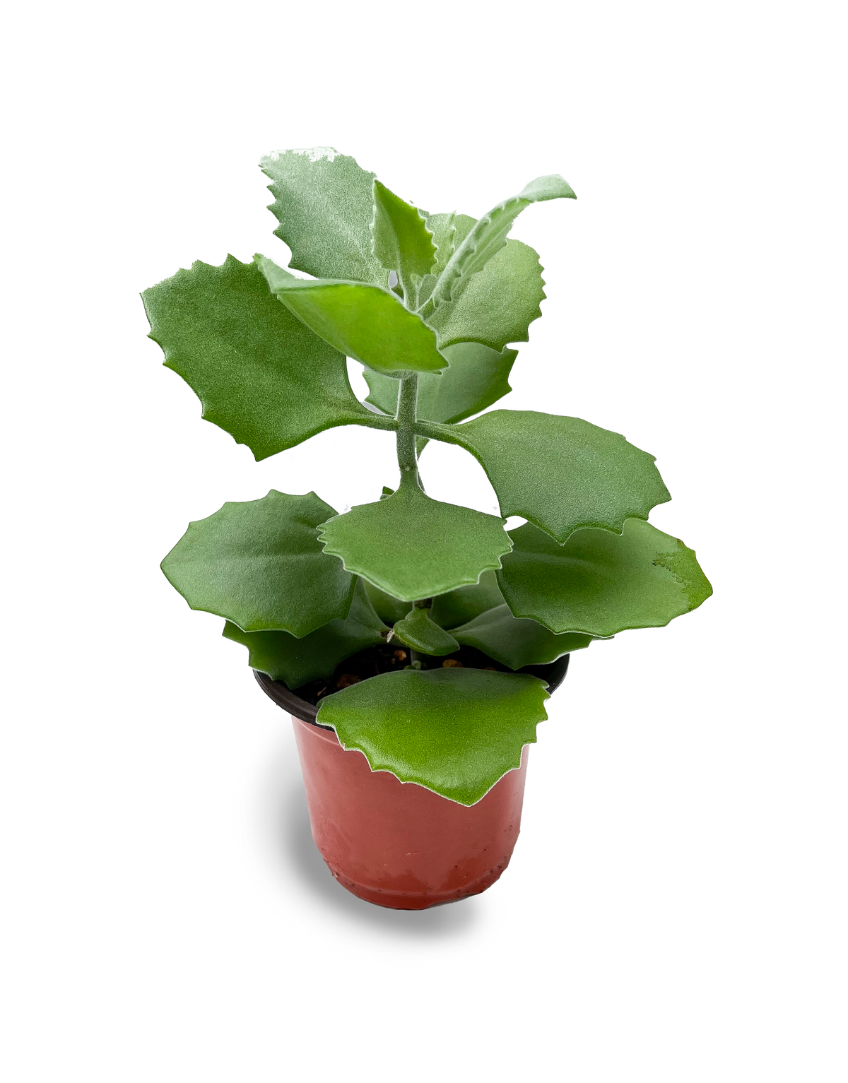 Millot Kalanchoe Succulent 4" Potted Plant