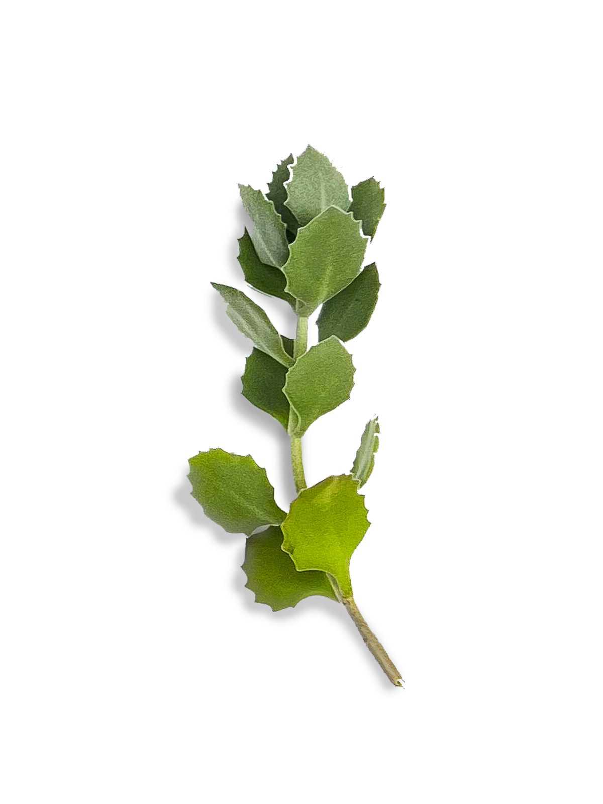Millot Kalanchoe Succulent Cuttings