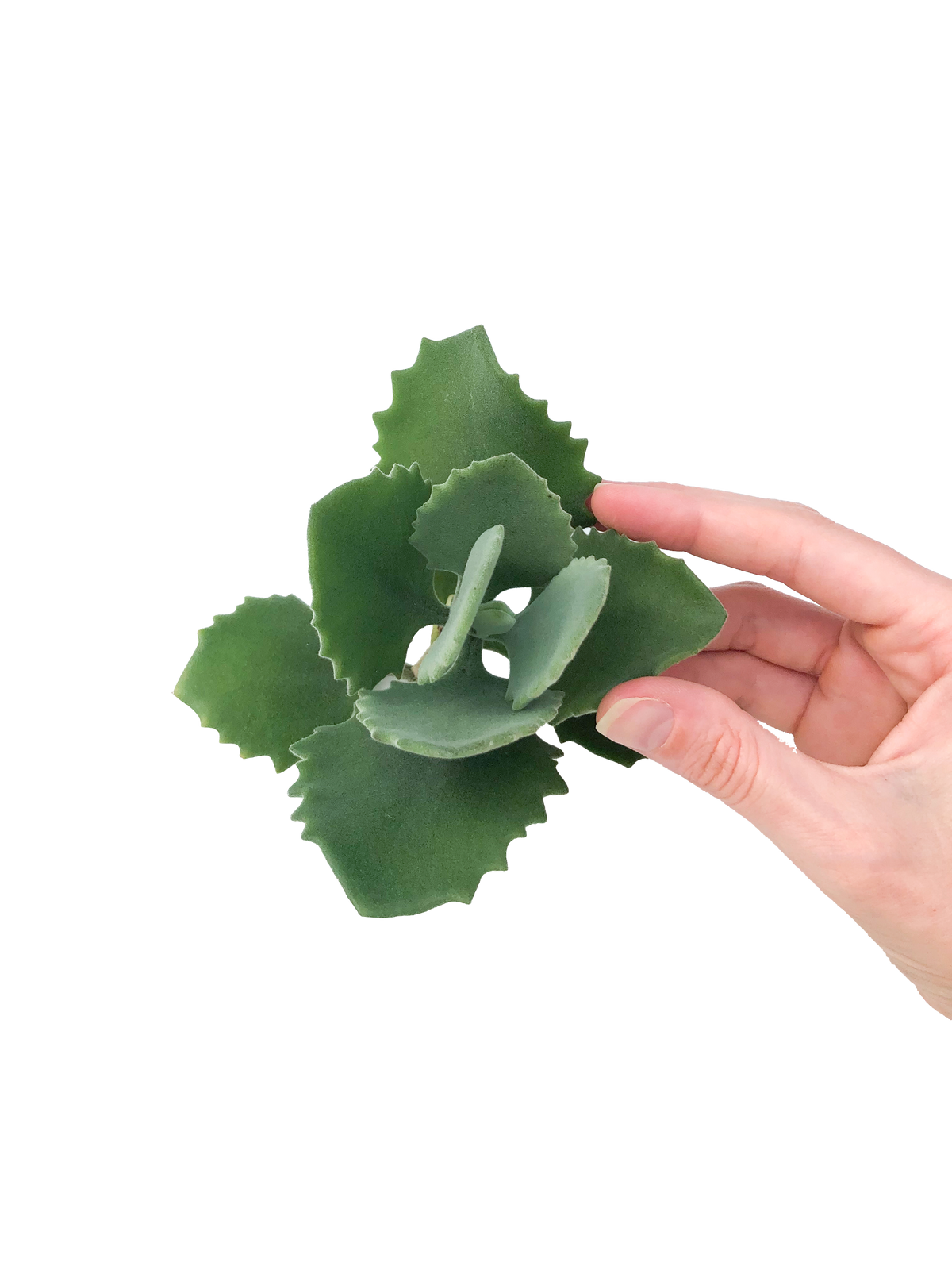 Millot Kalanchoe Succulent Cuttings