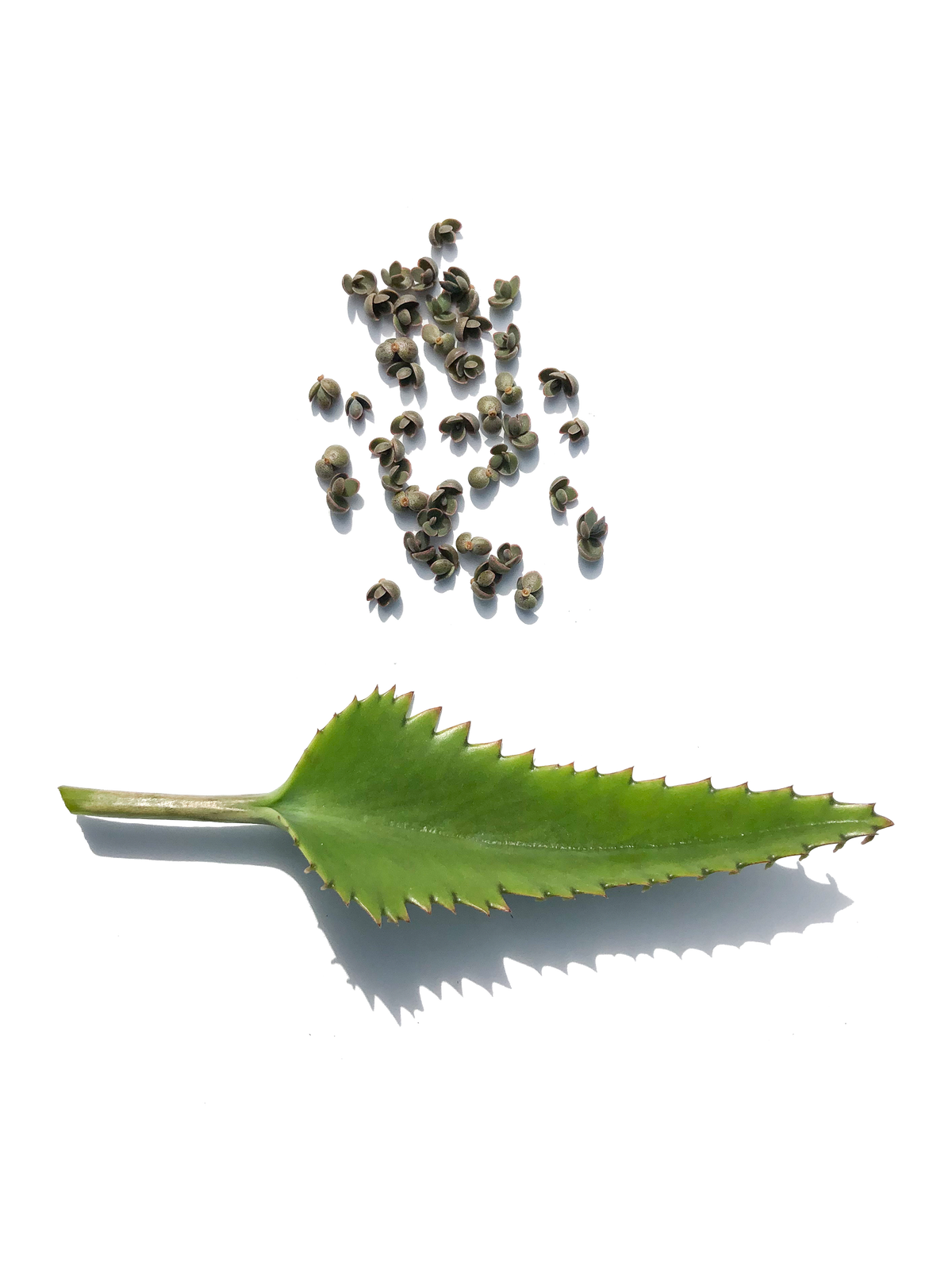 Mother of Thousands Succulent Leaf Cuttings