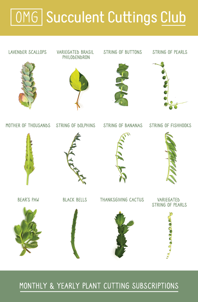 succulent plant of the month club OMG Cuttings Club – OMG Asheville