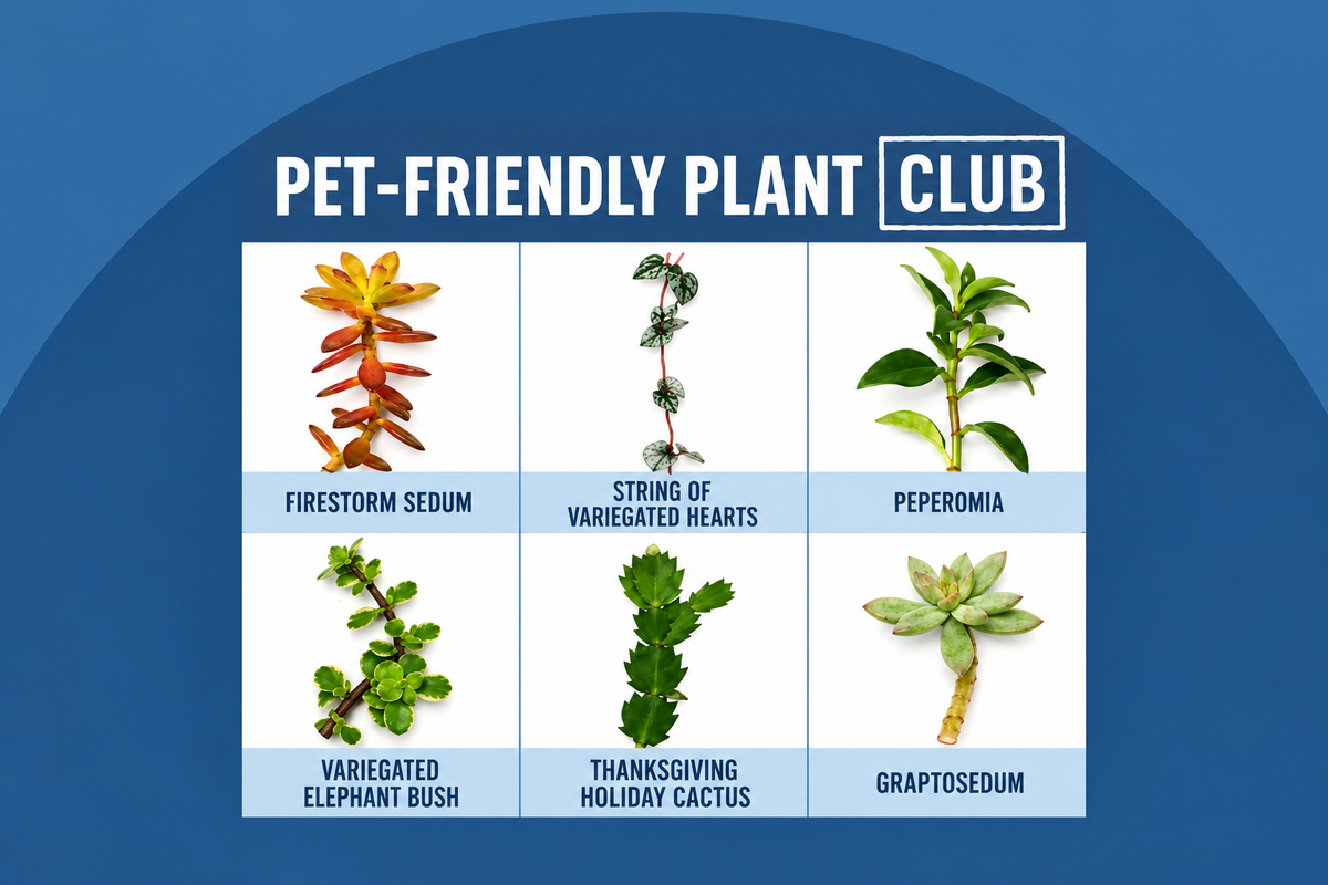 Pet-Friendly Plant Cuttings Club