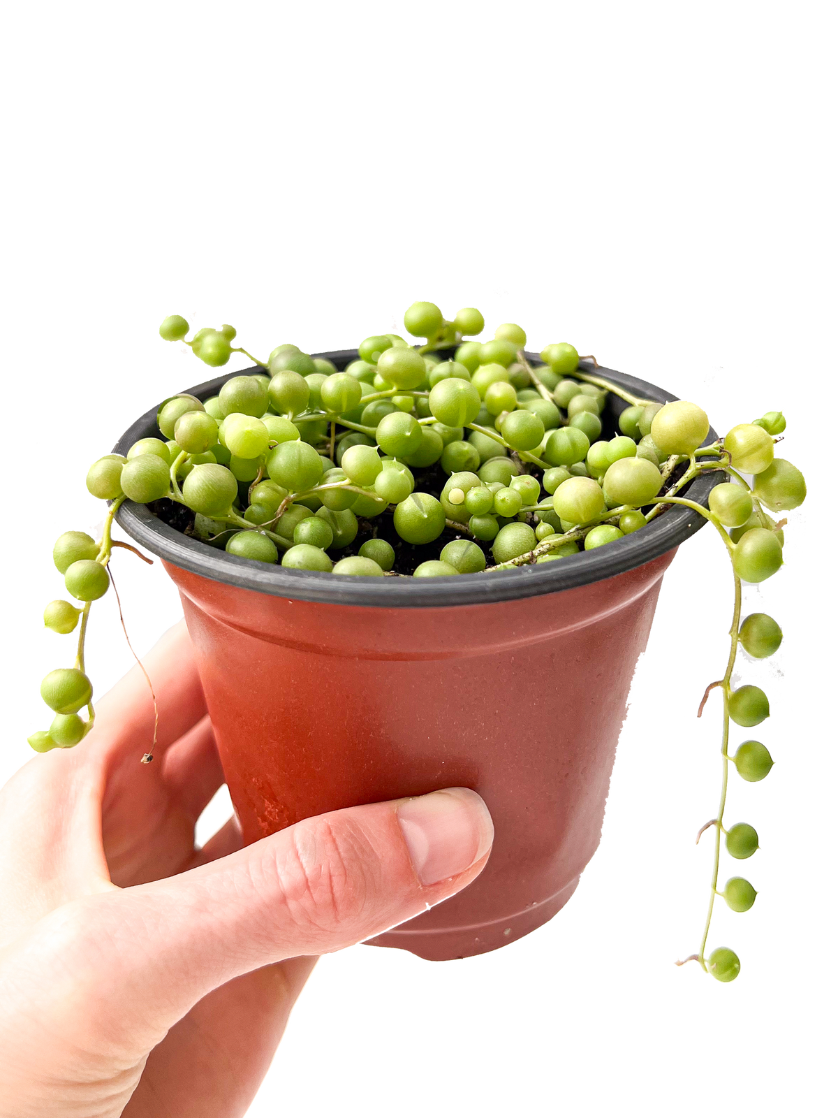 String of Pearls 4" Potted Succulent Plant
