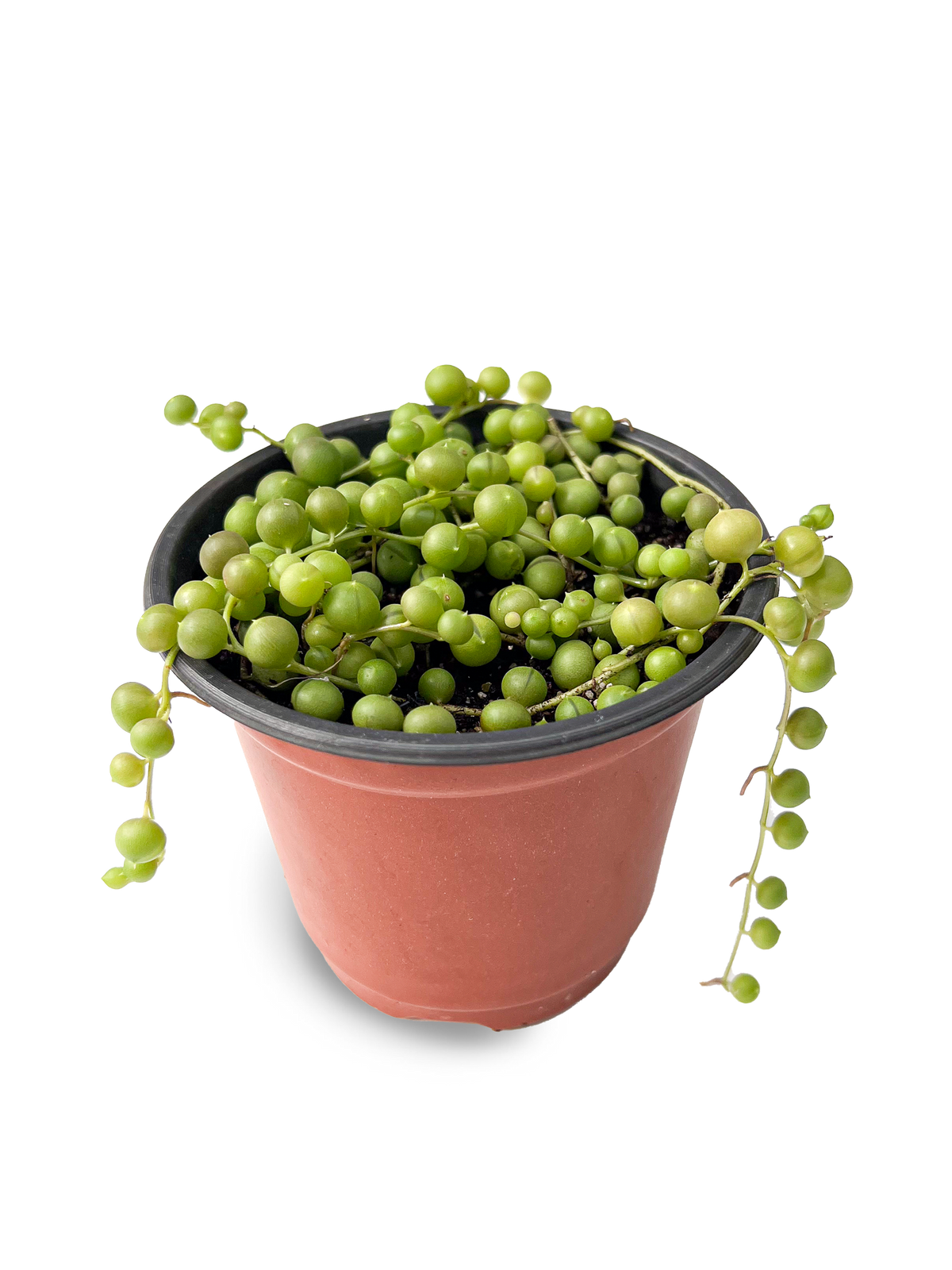 String of Pearls 4" Potted Succulent Plant