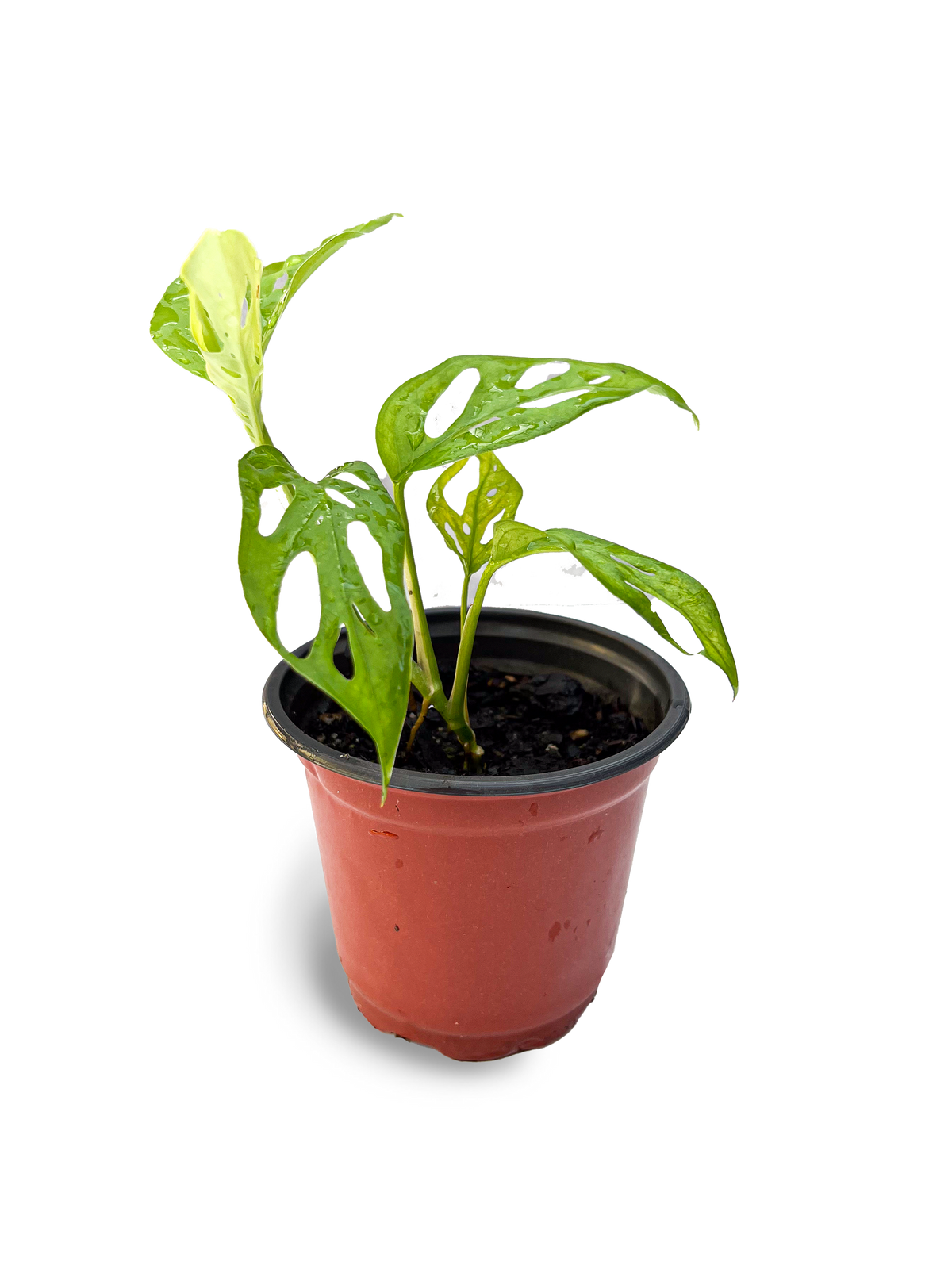 Swiss Cheese Monstera 4" Potted Plant