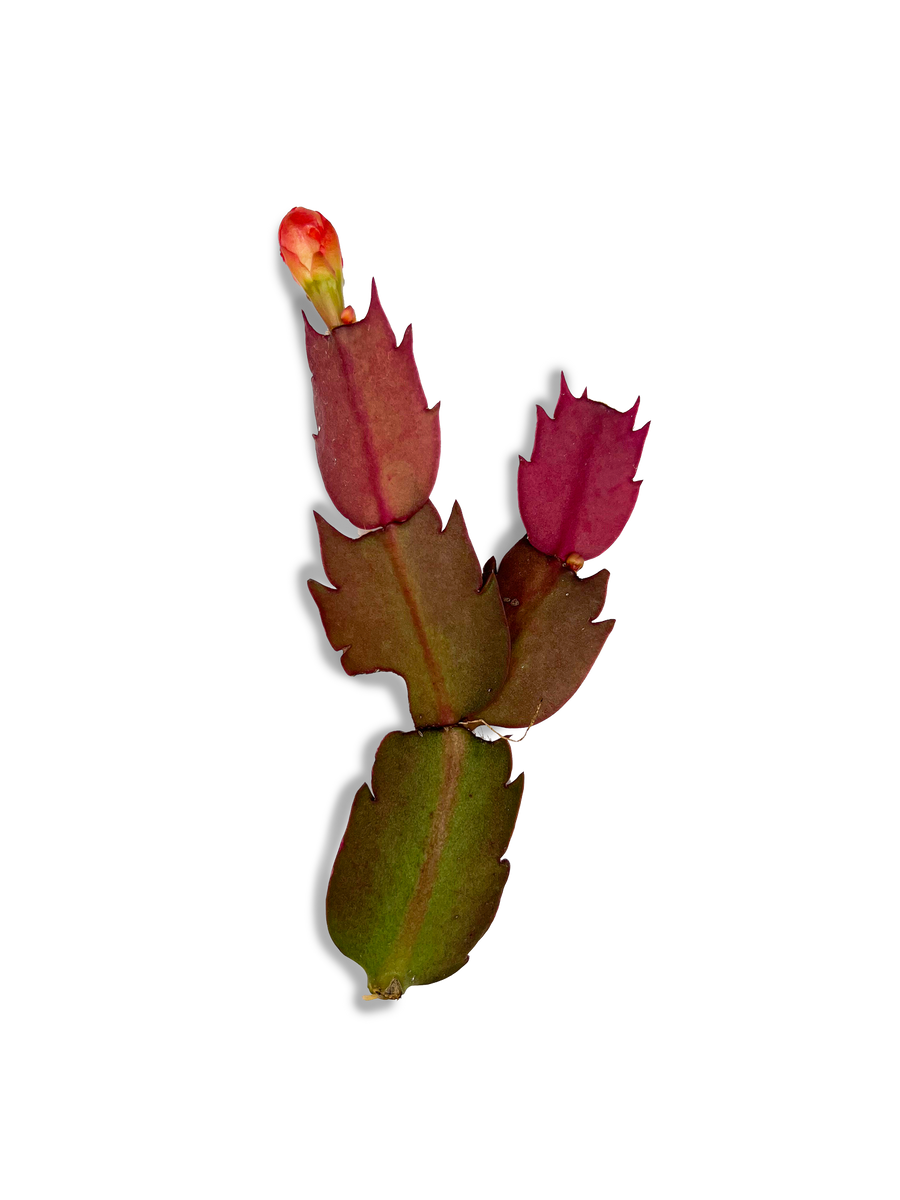 Thanksgiving Cactus / Holiday Cactus Cutting