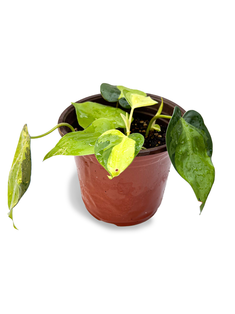 Variegated Brasil Philodendron 6" Potted Plant OMG Asheville