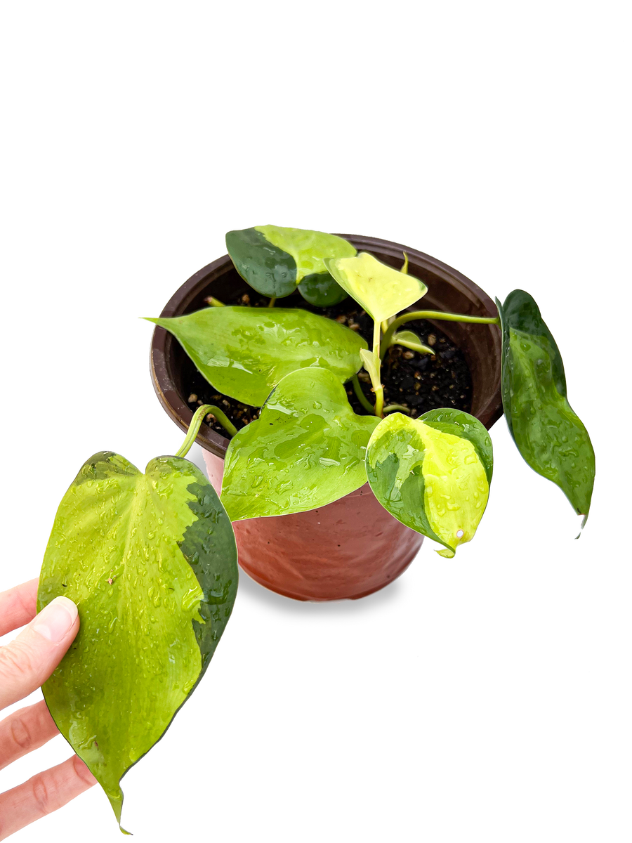 Variegated Brasil Philodendron 6" Potted Plant OMG Asheville