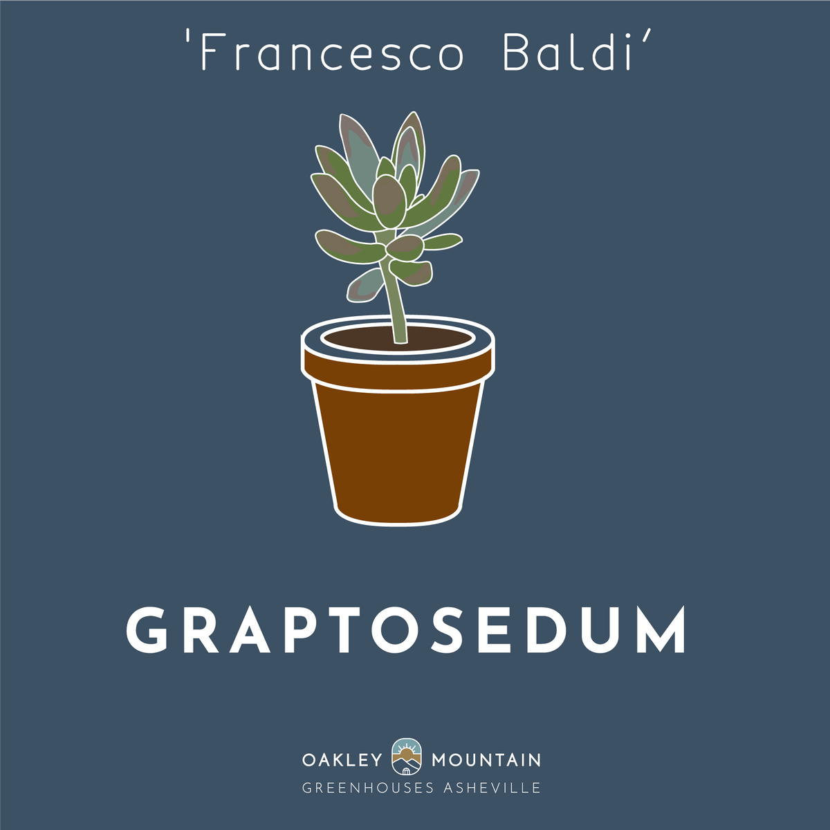 Graptosedum 'Francesco Baldi’ Succulent Cuttings