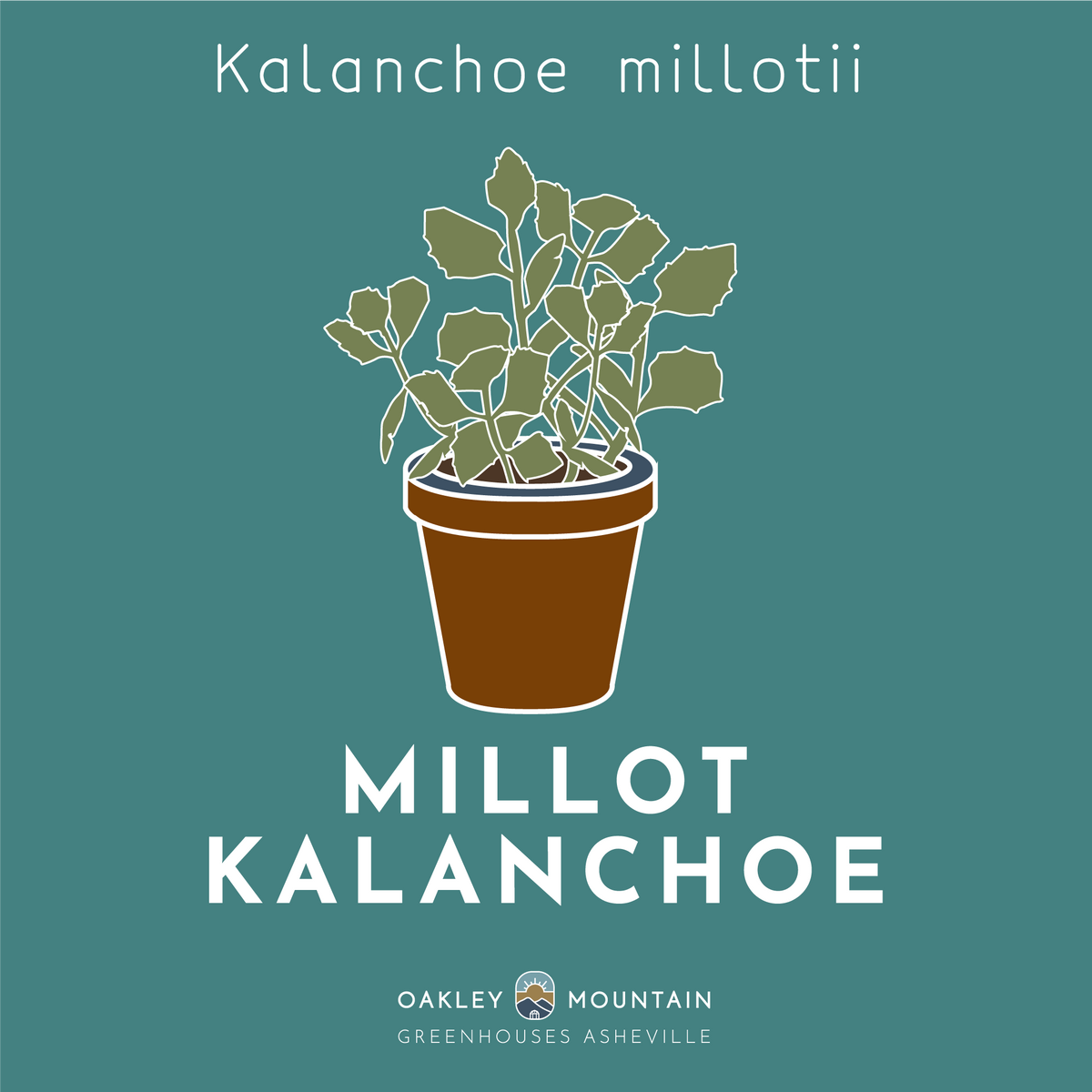 Millot Kalanchoe Succulent Cuttings