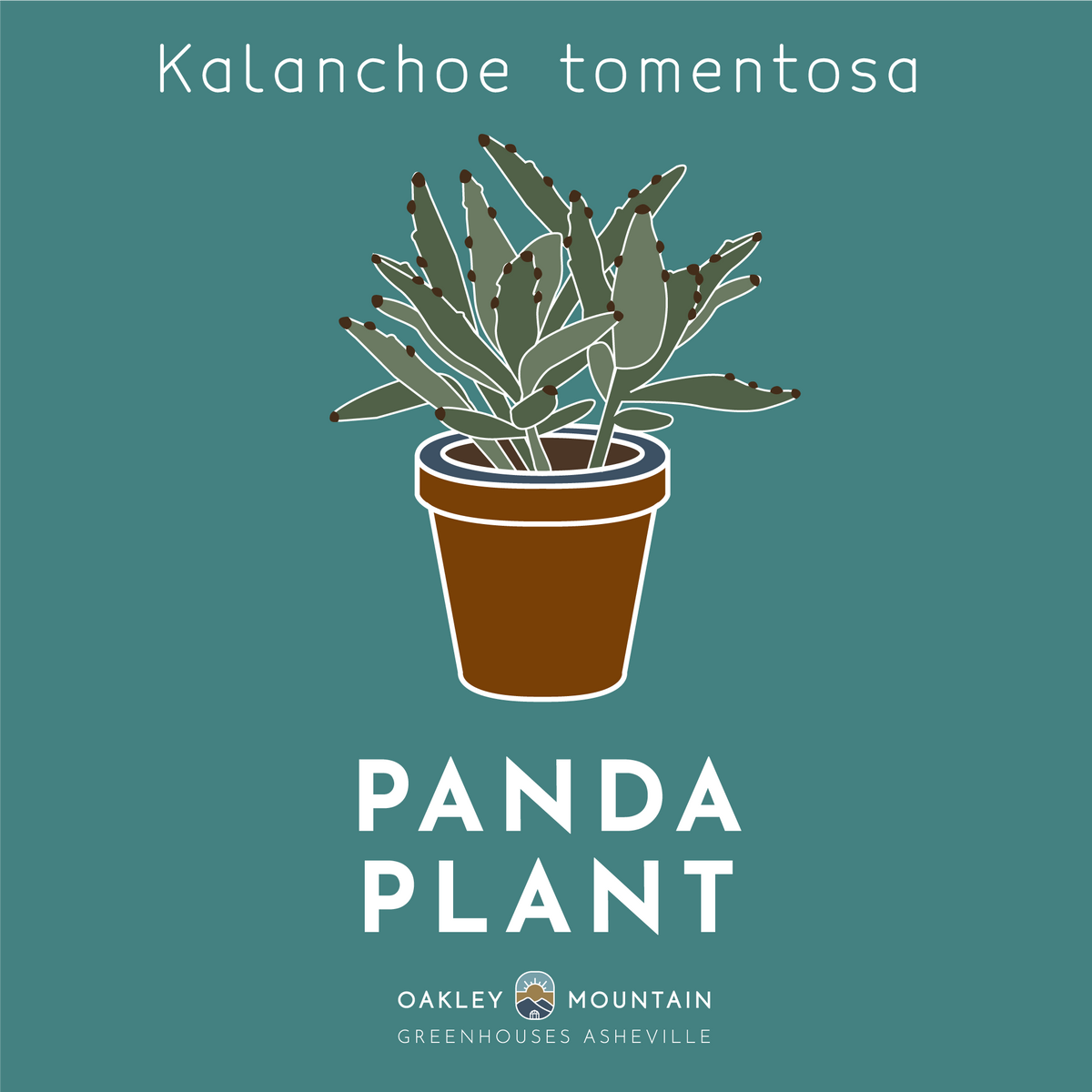 Panda Plant Cuttings