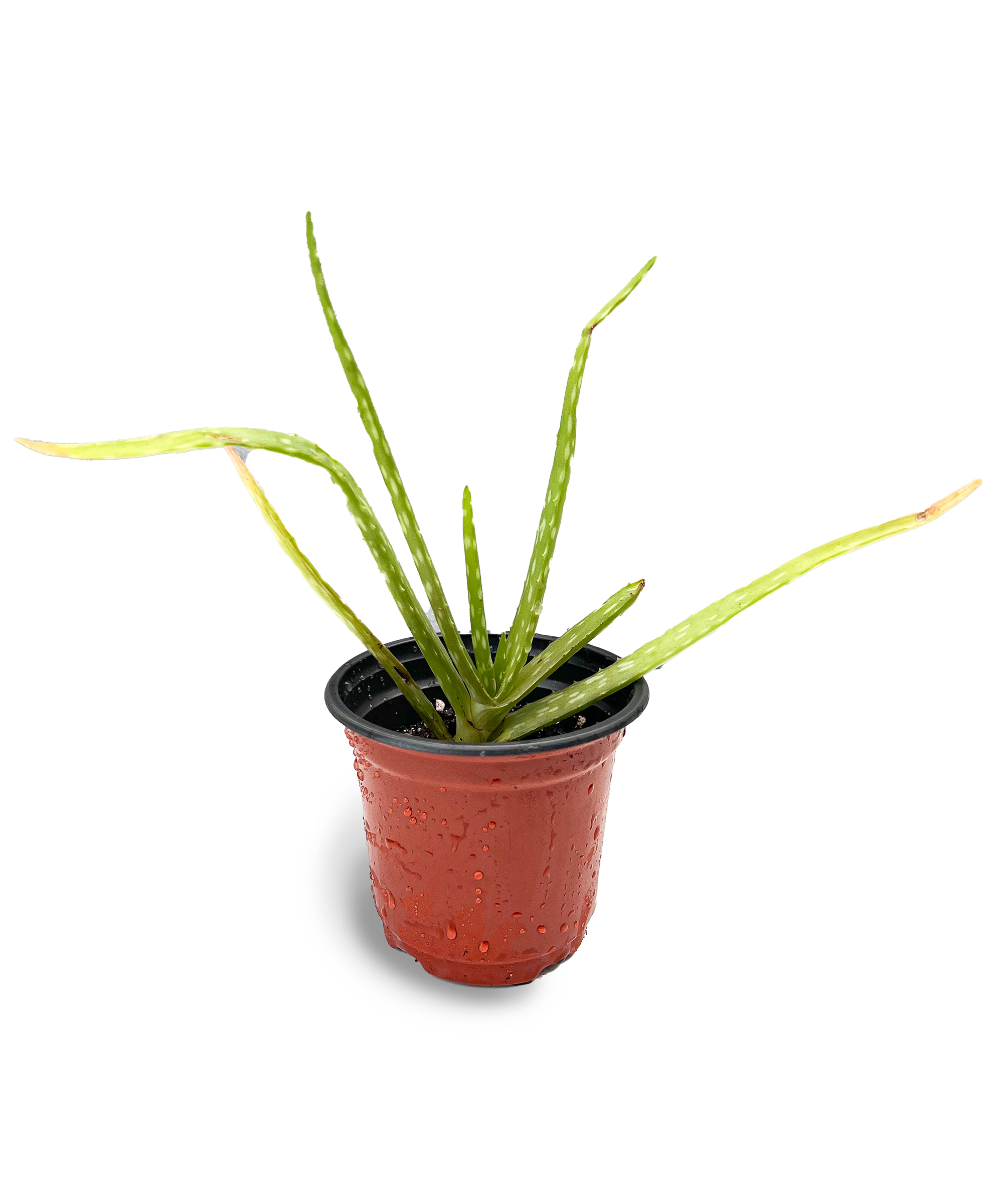aloe vera plant open Aloe Vera 4" Potted Plant – OMG Asheville