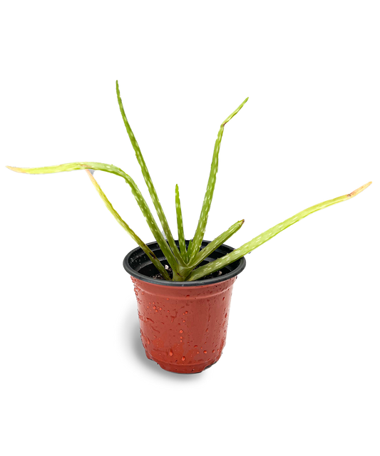 Aloe Vera 4" Potted Plant