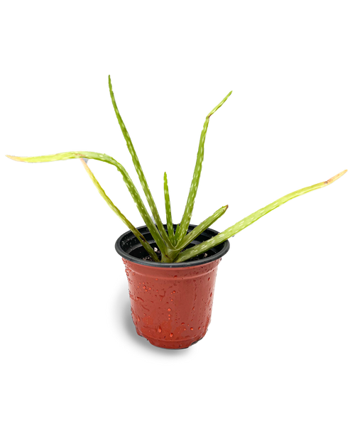 Aloe Vera 4