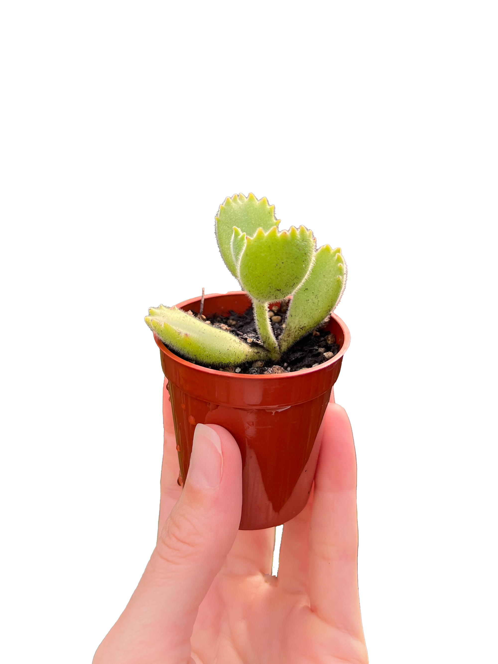 are bear paw succulents rare Baby Bear's Paw 2" Rare Succulent Plant – OMG Asheville