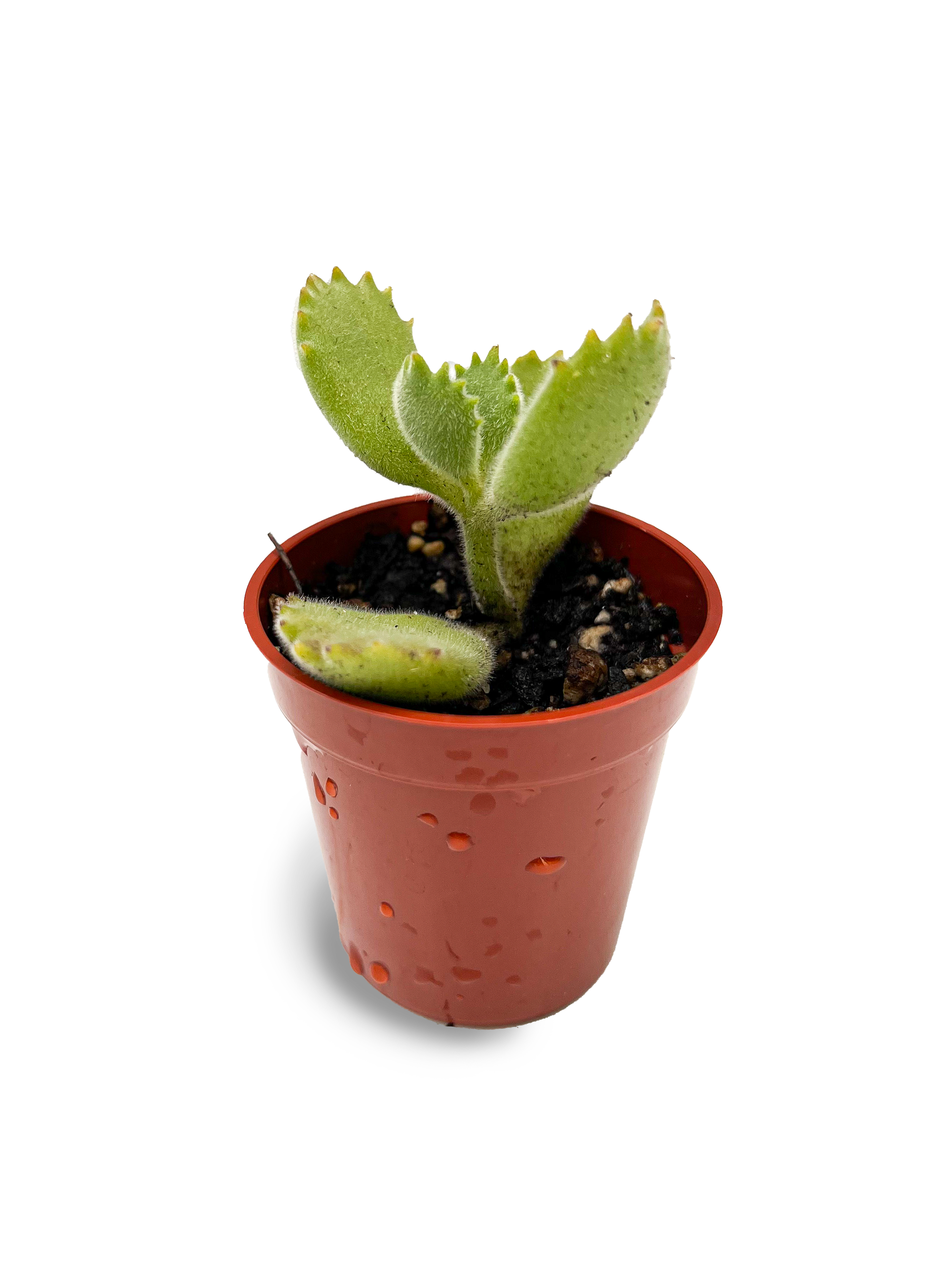 succulents asheville Baby Bear's Paw 2" Rare Succulent Plant – OMG Asheville