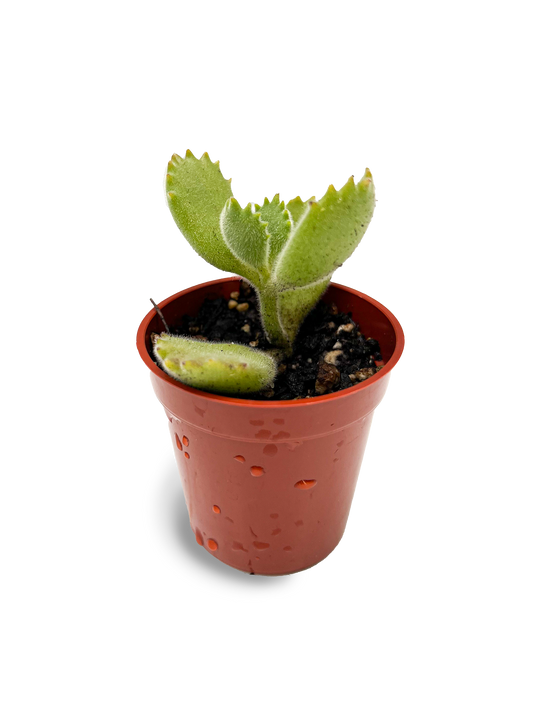 Baby Bear's Paw 2" Rare Succulent Plant