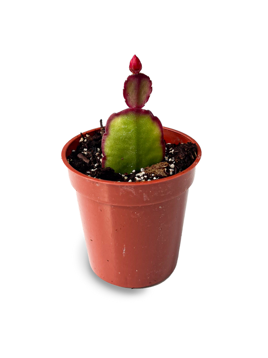 Baby Easter Cactus