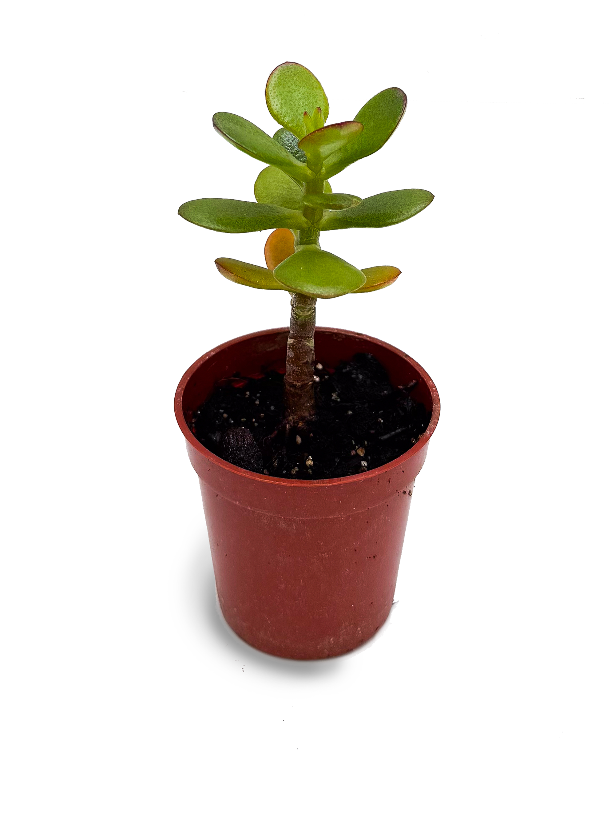 jade plant in north east Baby Jade Plant