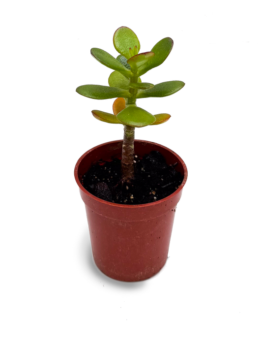 Baby Jade Plant