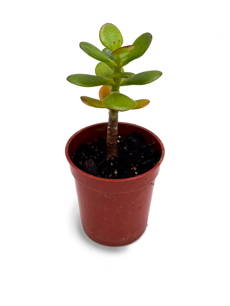 is a jade plant poisonous to babies Baby Jade Plant