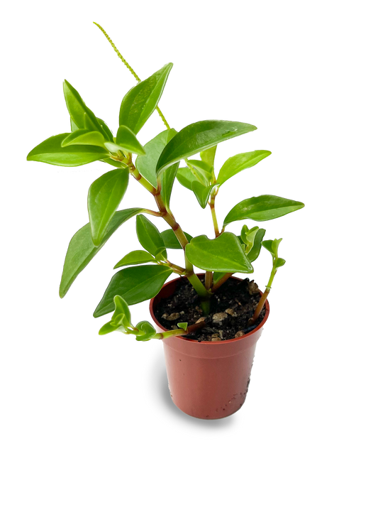 Baby Peperomia 2" Potted Plants