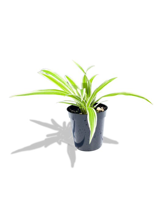 Baby Spider Plant