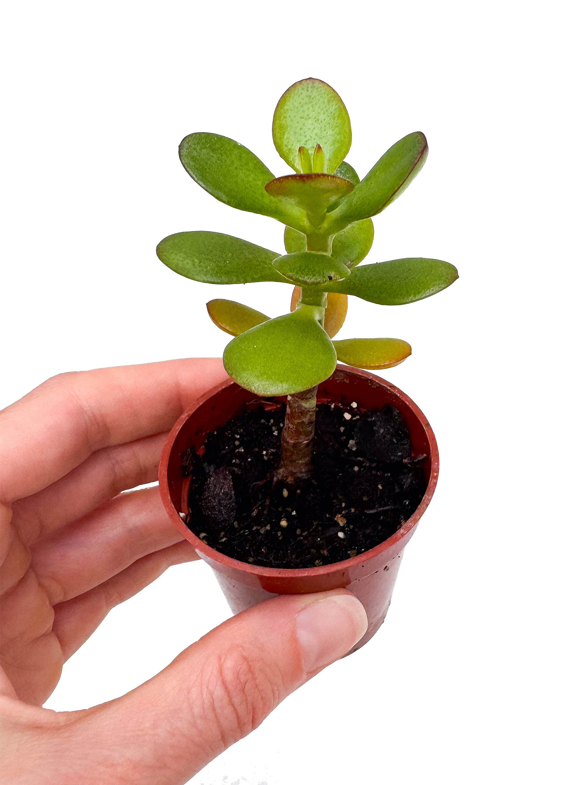small jade plant care Baby Jade Plant – OMG Asheville