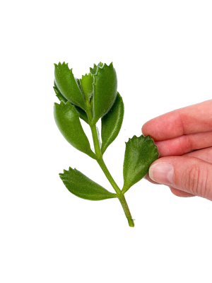 Bear's Paw Cuttings