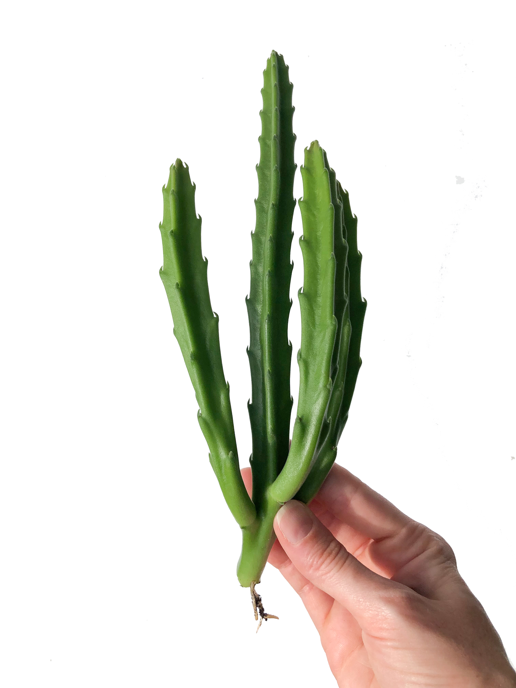 rare succulent cuttings Black Bells Rare Succulent Cuttings – OMG Asheville