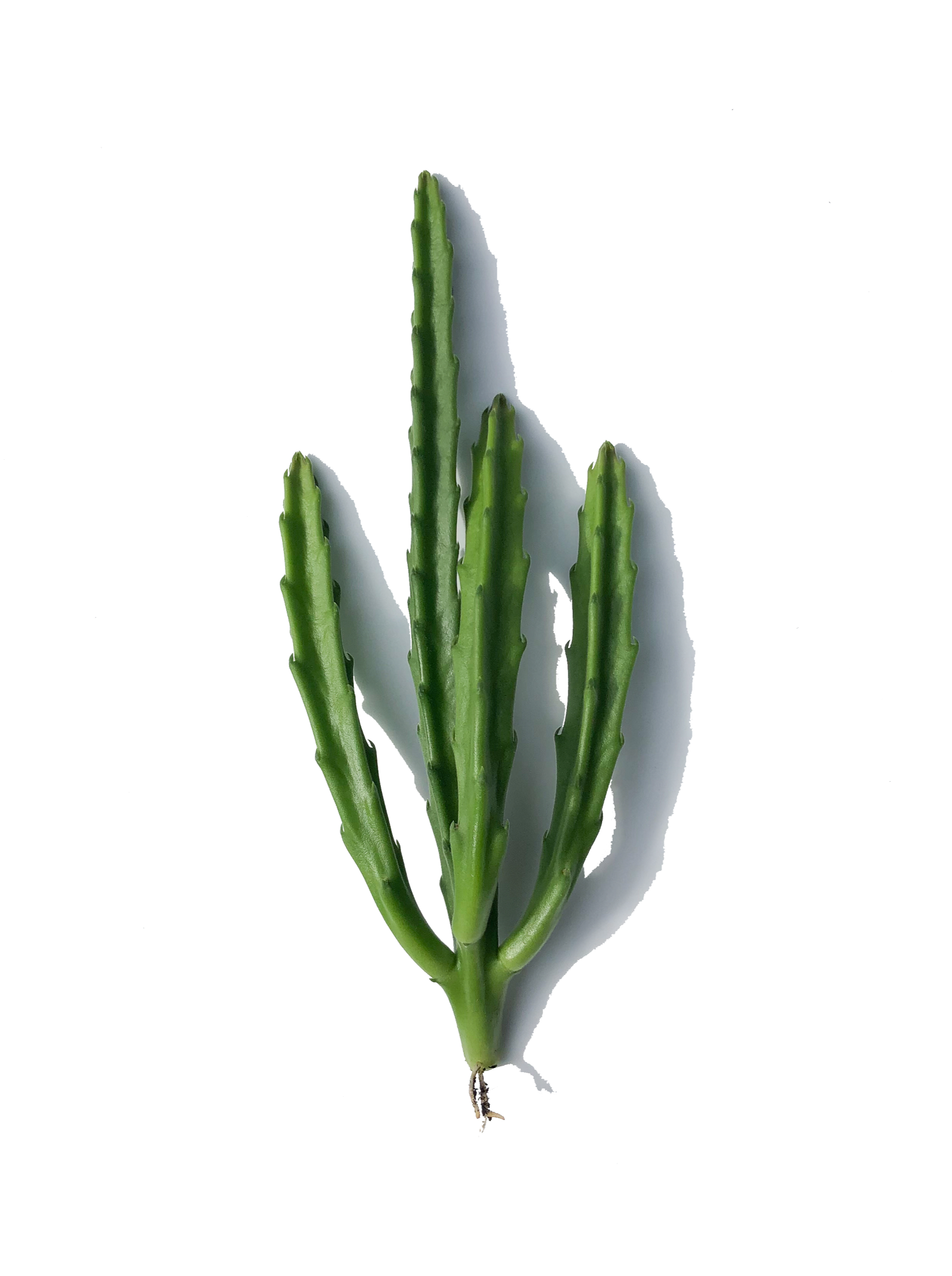succulents asheville Black Bells Rare Succulent Cuttings – OMG Asheville