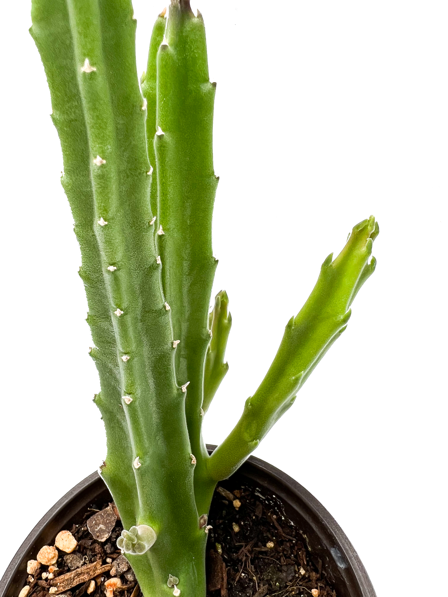 black bells succulent Black Bells 4" Potted / Starfish Flower Rare Exotic Succulent Plant – OMG Asheville